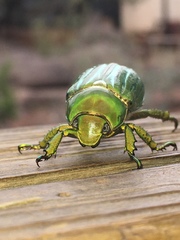 Chrysina gloriosa