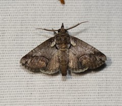 Paectes abrostolella