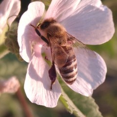 Apis mellifera