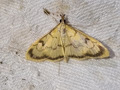 Paratalanta cultralis