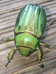 Chrysina gloriosa