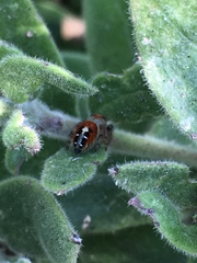 Phidippus californicus