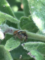 Phidippus californicus