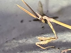 Empusa pennicornis