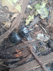 Pachyodontus languidus