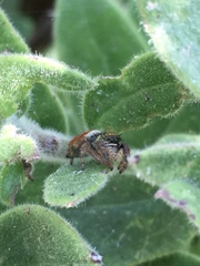 Phidippus californicus