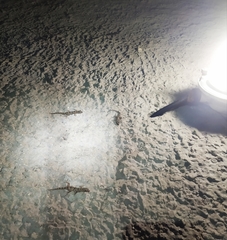 Mediodactylus danilewskii