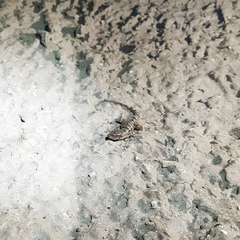 Mediodactylus danilewskii