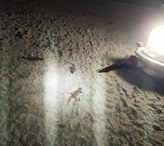 Mediodactylus danilewskii