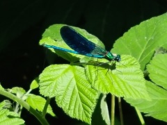 Calopteryx splendens intermedia