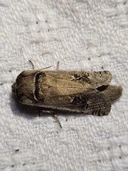 Parahypopta caestrum