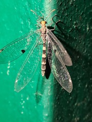 Megistopus flavicornis