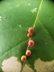 Zopheroteras sphaerula