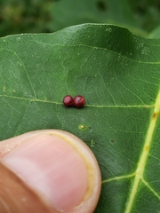 Zopheroteras sphaerula