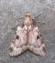 Aglossa costiferalis