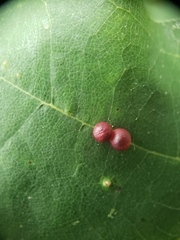 Zopheroteras sphaerula