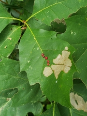 Zopheroteras sphaerula