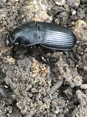 Harpalus caliginosus