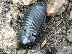 Harpalus caliginosus