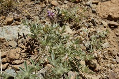 Lupinus lapidicola