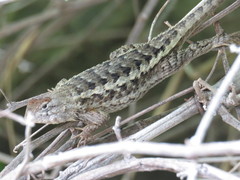 Sceloporus albiventris