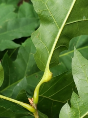 Melikaiella tumifica