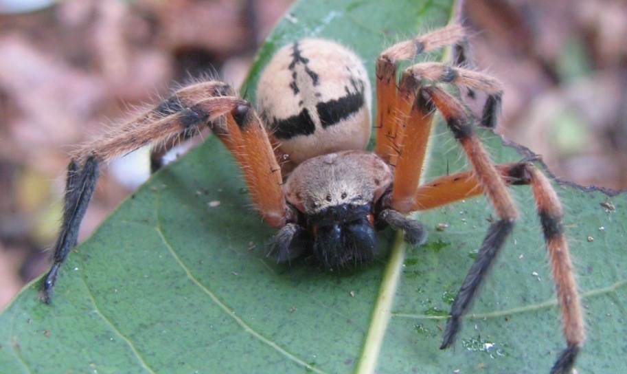 Olios admiratus