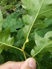 Melikaiella tumifica