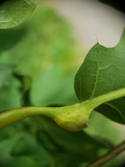 Melikaiella tumifica