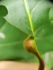 Melikaiella tumifica