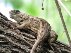 Sceloporus albiventris