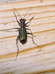 Cylindera germanica