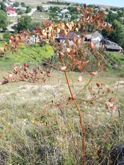 Ferulago galbanifera