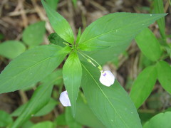 Pombalia glabra