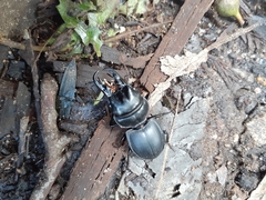 Pachyodontus languidus