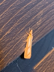 Catoptria latiradiellus