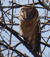 Tyto alba poensis