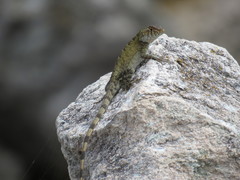 Sceloporus utiformis