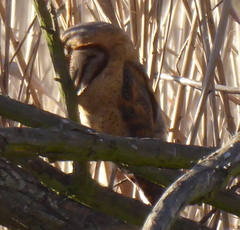 Tyto alba poensis