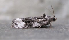 Apotomis capreana