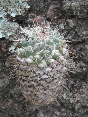 Mammillaria scrippsiana