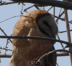 Tyto alba poensis