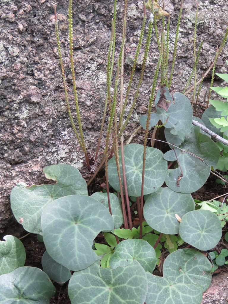Peperomia schizandra