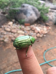Chrysina gloriosa