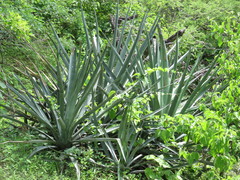 Agave rhodacantha