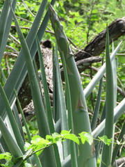 Agave rhodacantha