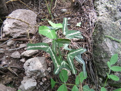 Passiflora mexicana