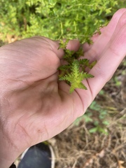 Aureolaria pedicularia