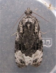 Apotomis capreana