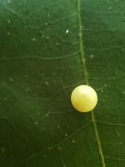 Zopheroteras sphaerula